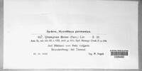 Uromyces betae image